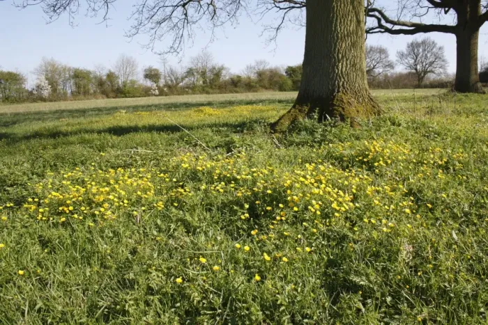Framed Print : Goldilocks Buttercup (Ranunculus auricomus) flowering, growing in unimproved hay meadow habitat