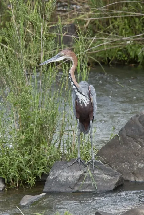 Framed Print : Goliath Heron (Ardea goliath) adult, standing on rock in river, Kruger N. P Framed Print : Goliath Heron (Ardea goliath) adult, standing on rock in river, Kruger N. P