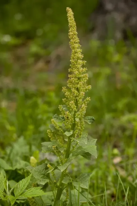 Framed Print : Good King Henry (Chenopodium bonus-henricus) flowering, Bulgaria, may Framed Print : Good King Henry (Chenopodium bonus-henricus) flowering, Bulgaria, may