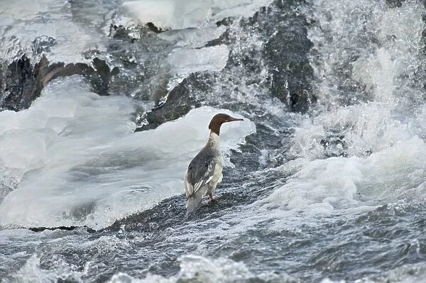 Goosander (Mergus merganser) adult female, standing in icy river, River Nith, Dumfries and Galloway, Scotland, december