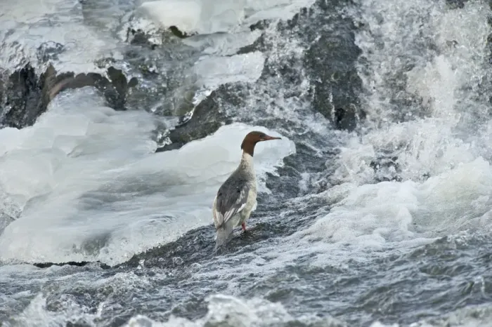 Framed Print : Goosander (Mergus merganser) adult female, standing in icy river, River Nith, Dumfries and Galloway, Scotland, december Framed Print : Goosander (Mergus merganser) adult female, standing in icy river, River Nith, Dumfries and Galloway, Scotland, december