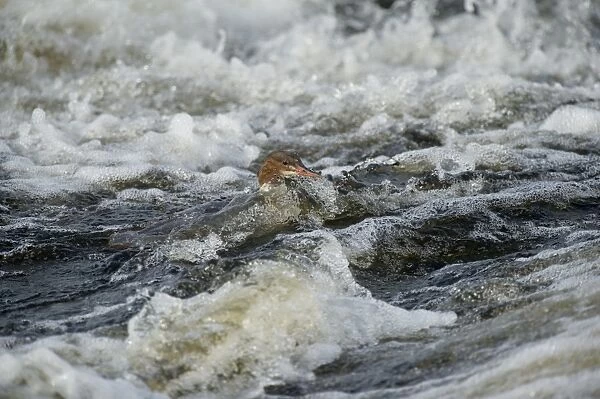Goosander (Mergus merganser) adult female, swimming in fast-flowing river, River Nith, Dumfries and Galloway, Scotland, october