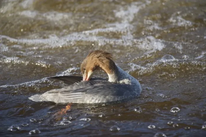 Framed Print : Goosander (Mergus merganser) adult female, preening on river, River Nith, Dumfries and Galloway, Scotland, october Framed Print : Goosander (Mergus merganser) adult female, preening on river, River Nith, Dumfries and Galloway, Scotland, october