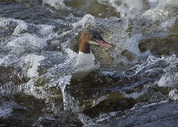 Goosander (Mergus merganser) adult female, swimming in fast-flowing river, River Nith, Dumfries and Galloway, Scotland