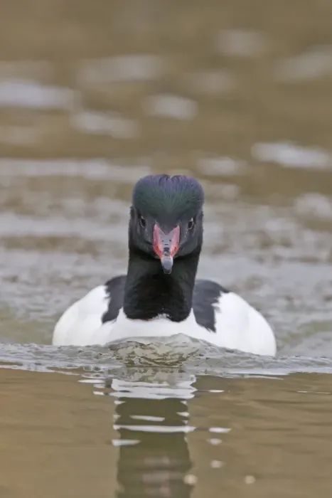 Framed Print : Goosander (Mergus merganser) adult male, swimming head on, Pensthorpe Nature Reserve, Norfolk, England, February Framed Print : Goosander (Mergus merganser) adult male, swimming head on, Pensthorpe Nature Reserve, Norfolk, England, February