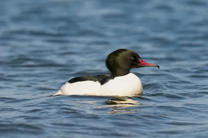 Framed Print : Goosander (Mergus merganser) adult male, breeding plumage, swimming on choppy waters of lake, Llyn Padarn, Llanberis Framed Print : Goosander (Mergus merganser) adult male, breeding plumage, swimming on choppy waters of lake, Llyn Padarn, Llanberis