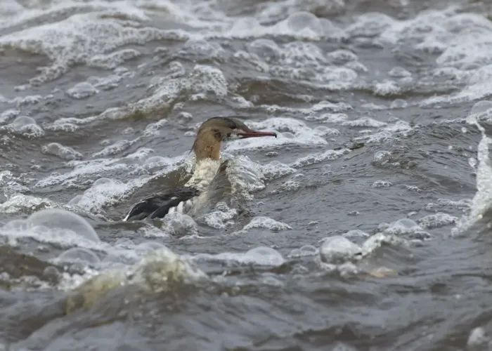 Framed Print : Goosander (Mergus merganser) adult male, in partial eclipse plumage, swimming in rough water, River Nith, Dumfries and Galloway, Scotland, november Framed Print : Goosander (Mergus merganser) adult male, in partial eclipse plumage, swimming in rough water, River Nith, Dumfries and Galloway, Scotland, november