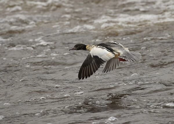 Goosander (Mergus merganser) adult male, in flight over water, River Nith, Dumfries and Galloway, Scotland, november