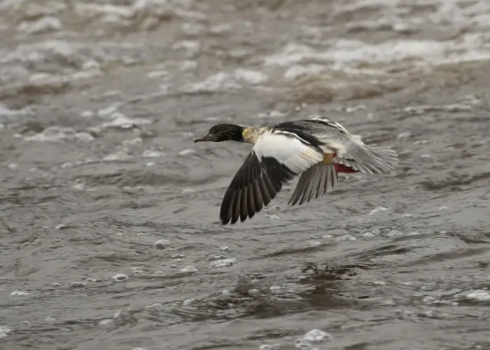 Framed Print : Goosander (Mergus merganser) adult male, in flight over water, River Nith, Dumfries and Galloway, Scotland, november Framed Print : Goosander (Mergus merganser) adult male, in flight over water, River Nith, Dumfries and Galloway, Scotland, november