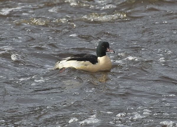 Goosander (Mergus merganser) adult male, swimming, River Nith, Dumfries and Galloway, Scotland, november