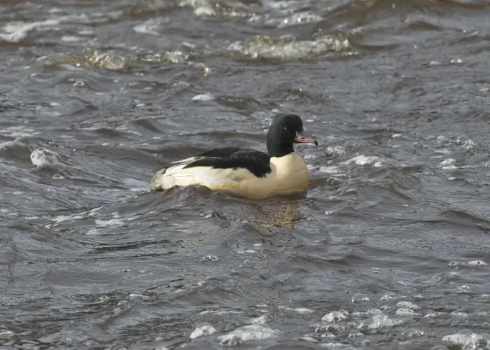 Framed Print : Goosander (Mergus merganser) adult male, swimming, River Nith, Dumfries and Galloway, Scotland, november Framed Print : Goosander (Mergus merganser) adult male, swimming, River Nith, Dumfries and Galloway, Scotland, november