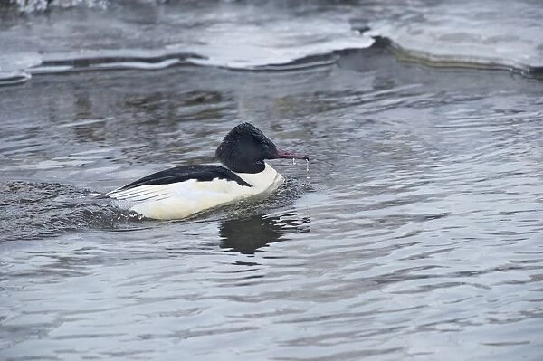 Goosander (Mergus merganser) adult male, swimming on icy river, River Nith, Dumfries and Galloway, Scotland, december