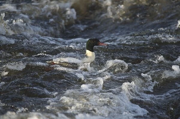 Goosander (Mergus merganser) adult male, swimming in fast-flowing river, River Nith, Dumfries and Galloway, Scotland