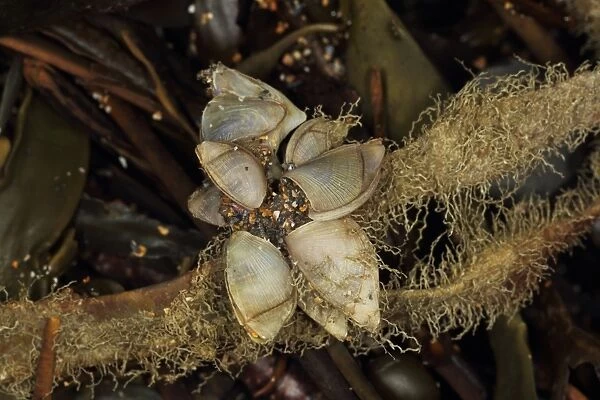 Goose Barnacle (Lepas pectinata) adults, group attached to wrack washed up on beach, Widemouth Bay, Cornwall, England