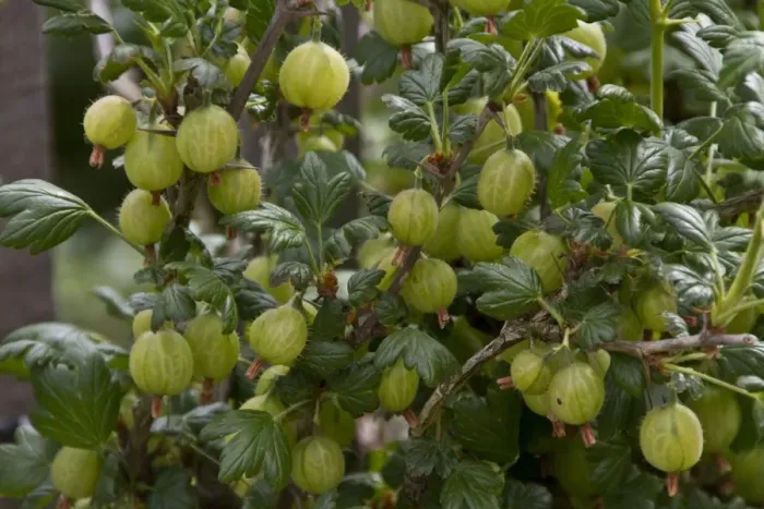 Framed Print : Gooseberry fruits on plant Framed Print : Gooseberry fruits on plant