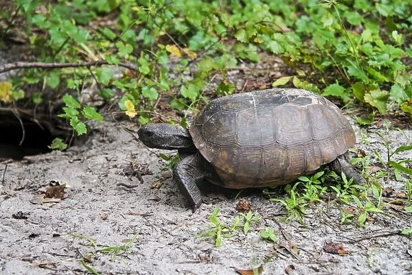 Gopher Tortoise (Gopherus polyphemus) adult, at burrow entrance, Florida, U. S. A. October