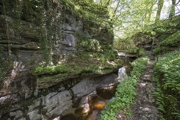 Gorge with stream, How Stean Gorge, Stean, Harrogate, Nidderdale, Yorkshire Dales, North Yorkshire, England, May