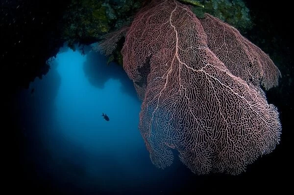 Gorgonian Sea-fan (Annella mollis) at edge of cave, Farondi Cave, Farondi, Raja Ampat, West Papua, New Guinea, Indonesia