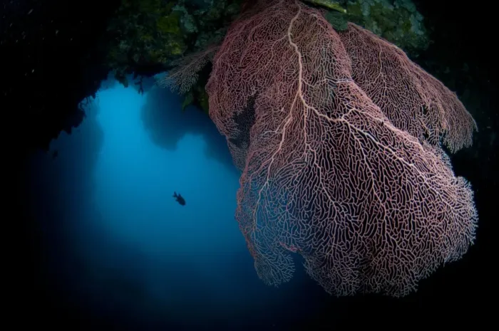 Framed Print : Gorgonian Sea-fan (Annella mollis) at edge of cave, Farondi Cave, Farondi, Raja Ampat, West Papua, New Guinea, Indonesia Framed Print : Gorgonian Sea-fan (Annella mollis) at edge of cave, Farondi Cave, Farondi, Raja Ampat, West Papua, New Guinea, Indonesia