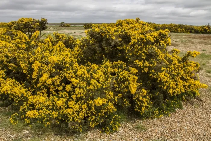 Framed Print : Gorse in flower on Havergate Island Suffolk Framed Print : Gorse in flower on Havergate Island Suffolk