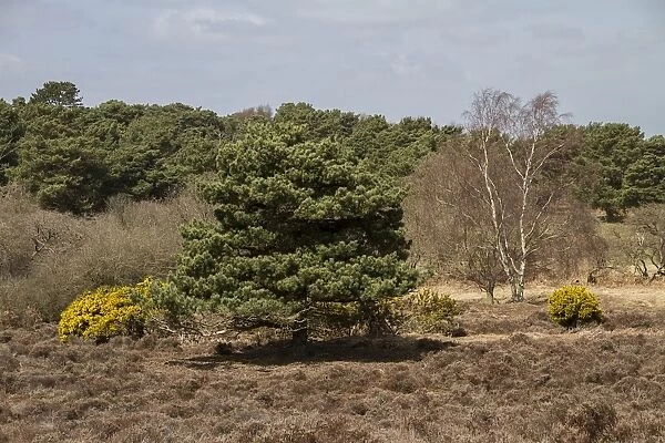 Gorse, Pine, Silver Birch and heather on Dunwich Heath - Suffolk