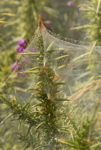 Gorse Spider Mite (Tetranychus lintearius) mass in protective silk web on gorse, Dartmoor, Devon, England, July