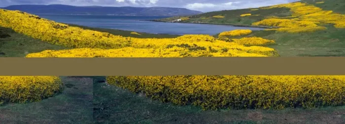Framed Print : Gorse (Ulex europea) Carcass Island, Falklands Framed Print : Gorse (Ulex europea) Carcass Island, Falklands