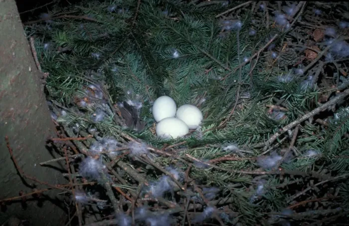 Framed Print : Goshawk (Accipiter gentilis) Three eggs in nest Framed Print : Goshawk (Accipiter gentilis) Three eggs in nest