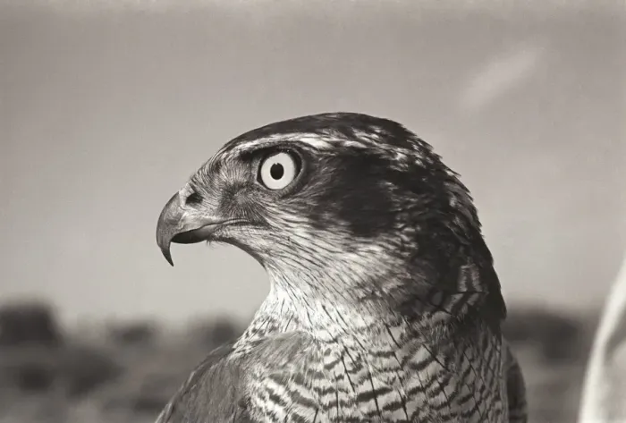 Framed Print : Goshawk, November 1966, Contarex camera, 50mm planar lens. f / 11, 1 / 250th, Pan- x Film Framed Print : Goshawk, November 1966, Contarex camera, 50mm planar lens. f / 11, 1 / 250th, Pan- x Film