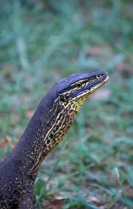 Framed Print : Goulds Monitor Lizard (Varanus gouldii)