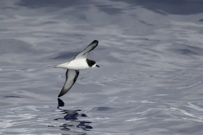 Framed Print : Goulds Petrel (Pterodroma leucoptera) adult, in flight at sea, near New Caledonia, Southwest Pacific, March