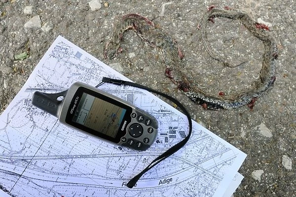 GPS mapping of Dice Snake (Natrix tessellata) dead adult, roadkill providing useful hints on elusive animal presence in given area, Italy, april