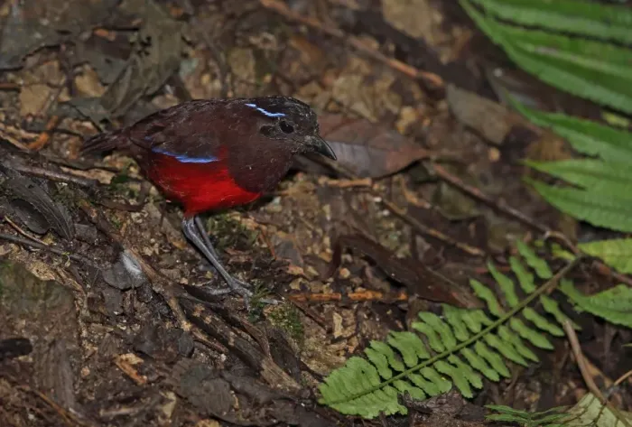 Framed Print : Graceful Pitta (Pitta venusta) adult, standing on forest floor, Kerinci Seblat N. P