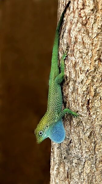 Grand Cayman Blue-throated Anole (Norops conspersus) adult male, displaying with extended dewlap