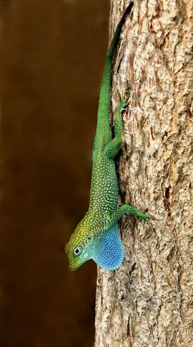 Framed Print : Grand Cayman Blue-throated Anole (Norops conspersus) adult male, displaying with extended dewlap Framed Print : Grand Cayman Blue-throated Anole (Norops conspersus) adult male, displaying with extended dewlap