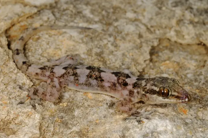 Framed Print : Grants Leaf-toed Gecko (Hemidactylus granti) adult, camouflaged on rock, Socotra, Yemen, march