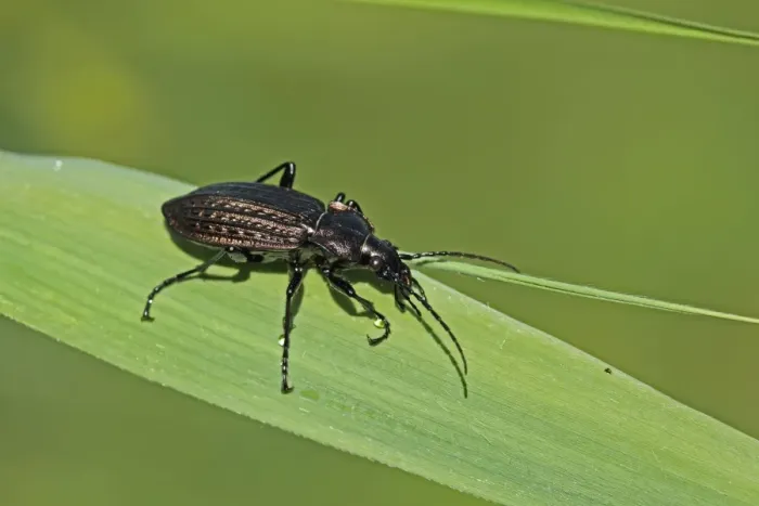 Framed Print : Granulated Ground Beetle (Carabus granulatus) adult, resting on leaf, Strumpshaw Fen RSPB Reserve, River Yare, The Broads, Norfolk, England, september