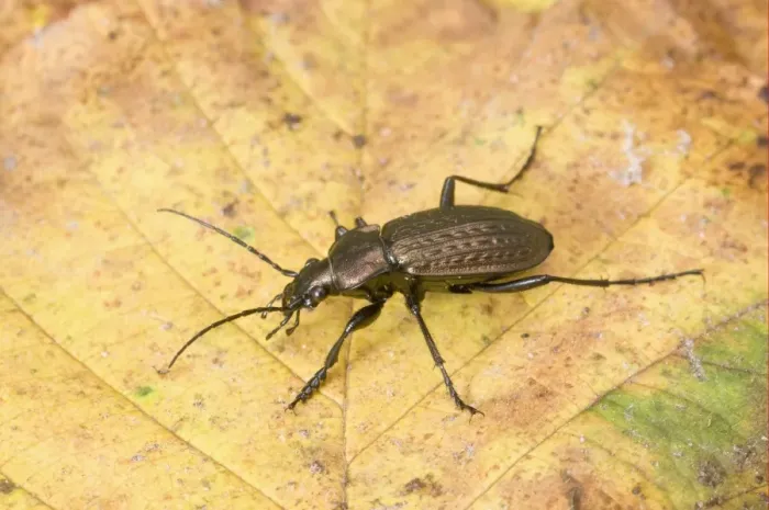 Framed Print : Granulated Ground Beetle (Carabus granulatus) adult, standing on fallen leaf, England, november Framed Print : Granulated Ground Beetle (Carabus granulatus) adult, standing on fallen leaf, England, november