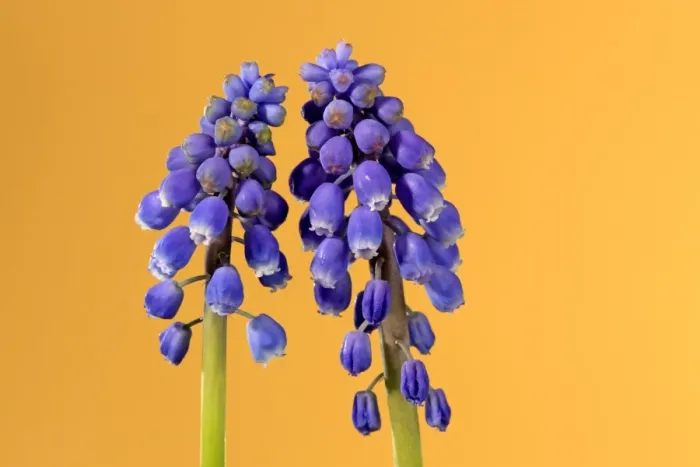 Framed Print : Grape Hyacinth (Muscari latifolium) close-up of two flowerspikes