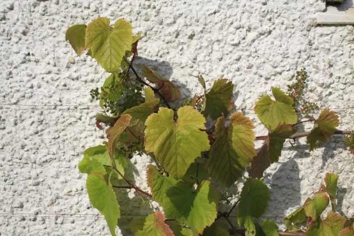 Framed Print : Grape (Vitis vinifera) leaves and developing fruit, growing against wall in garden, Bembridge, Isle of Wight, England, june Framed Print : Grape (Vitis vinifera) leaves and developing fruit, growing against wall in garden, Bembridge, Isle of Wight, England, june