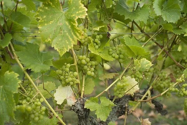 Grape (Vitis vinifera) Phoenix, fruit on vines in vineyard, Herefordshire, England, September