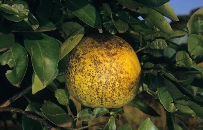Framed Print : Grapefruit (Citrus x paradisi) fruit, damaged by Citrus Rust Mite (Phyllocoptruta oleivora)