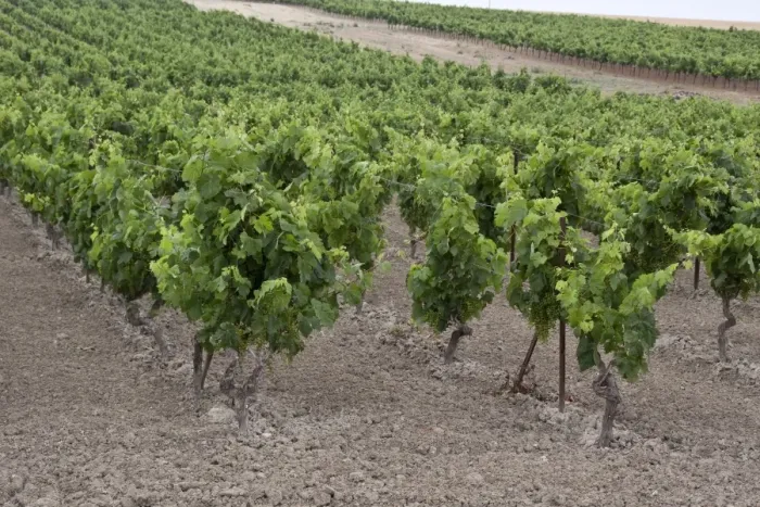 Framed Print : Grapes growing in chalky soil, these grapes will be made into La Gitana sherry. Andalusia Spain
