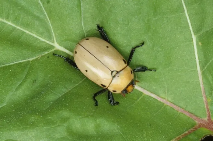 Framed Print : Grapevine Beetle (Pelidnota punctata) adult, resting on leaf, U. S. A Framed Print : Grapevine Beetle (Pelidnota punctata) adult, resting on leaf, U. S. A