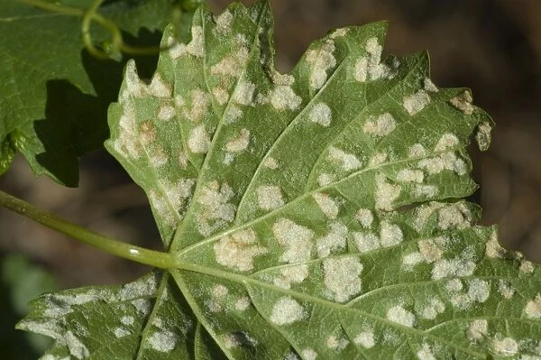 Grapevine blister mite, Colomerus vitis, white damage blisters on the lower surface of vine leaves in France