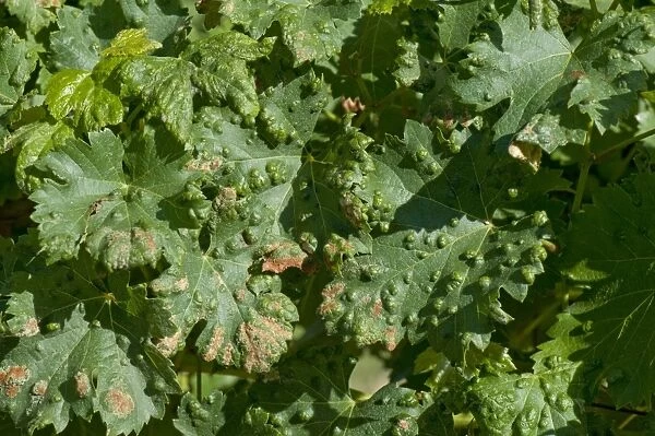 Grapevine blister mite, Colomerus vitis, damage blisters on the upper surface of vine leaves in France