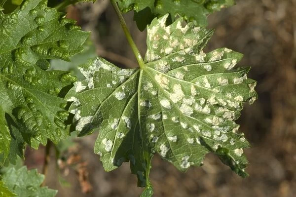 Grapevine blister mite, Colomerus vitis, white damage blisters on the lower surface of vine leaves in France