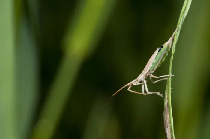 Framed Print : Grass Bug (Notostira elongata) adult, cleaning antennae with front legs, clinging to grass, Crossness Nature Reserve