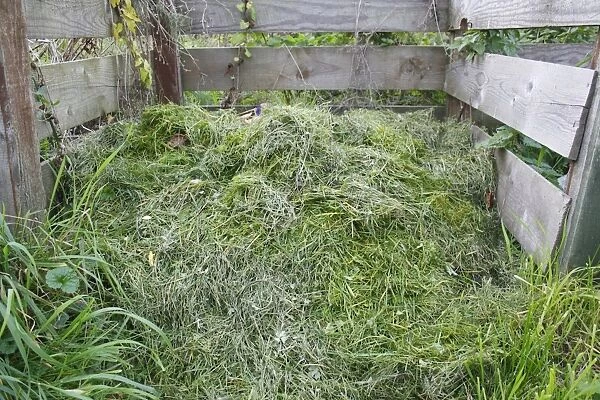 Grass cuttings on garden compost heap, Suffolk, England, october
