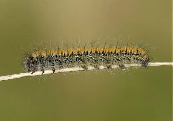 Grass Eggar (Lasiocampa trifolii) caterpillar, on marram grass stalk in sand dunes, Pembrey Country Park, Llanelli